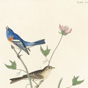 Affiche sur les bruants, d’après une gravure ancienne de 1827.