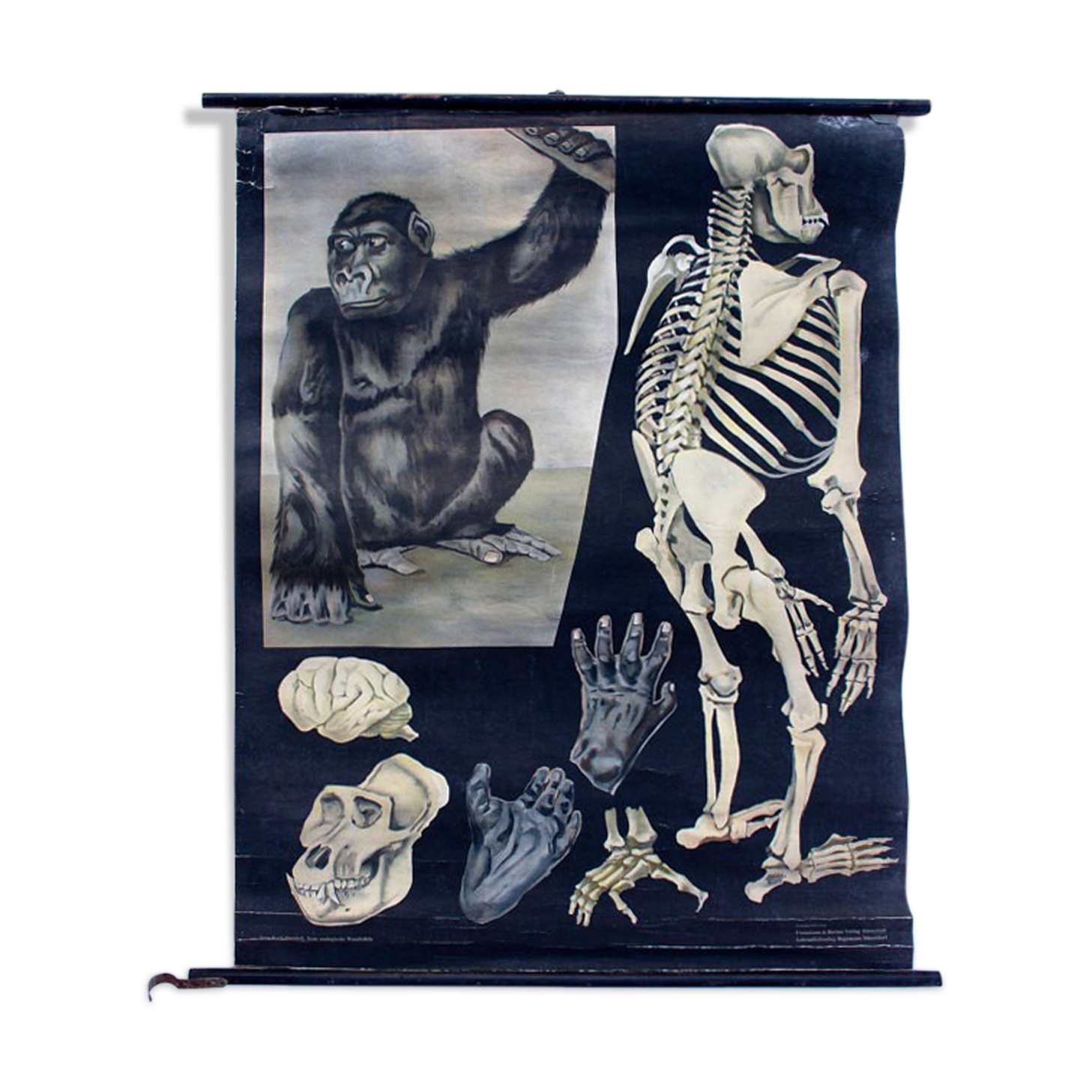 Graphic poster "Chimp" from Jung-Koch-Quentell 1923