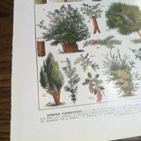 Lithographie sur les arbres de 1928 "épicéa"