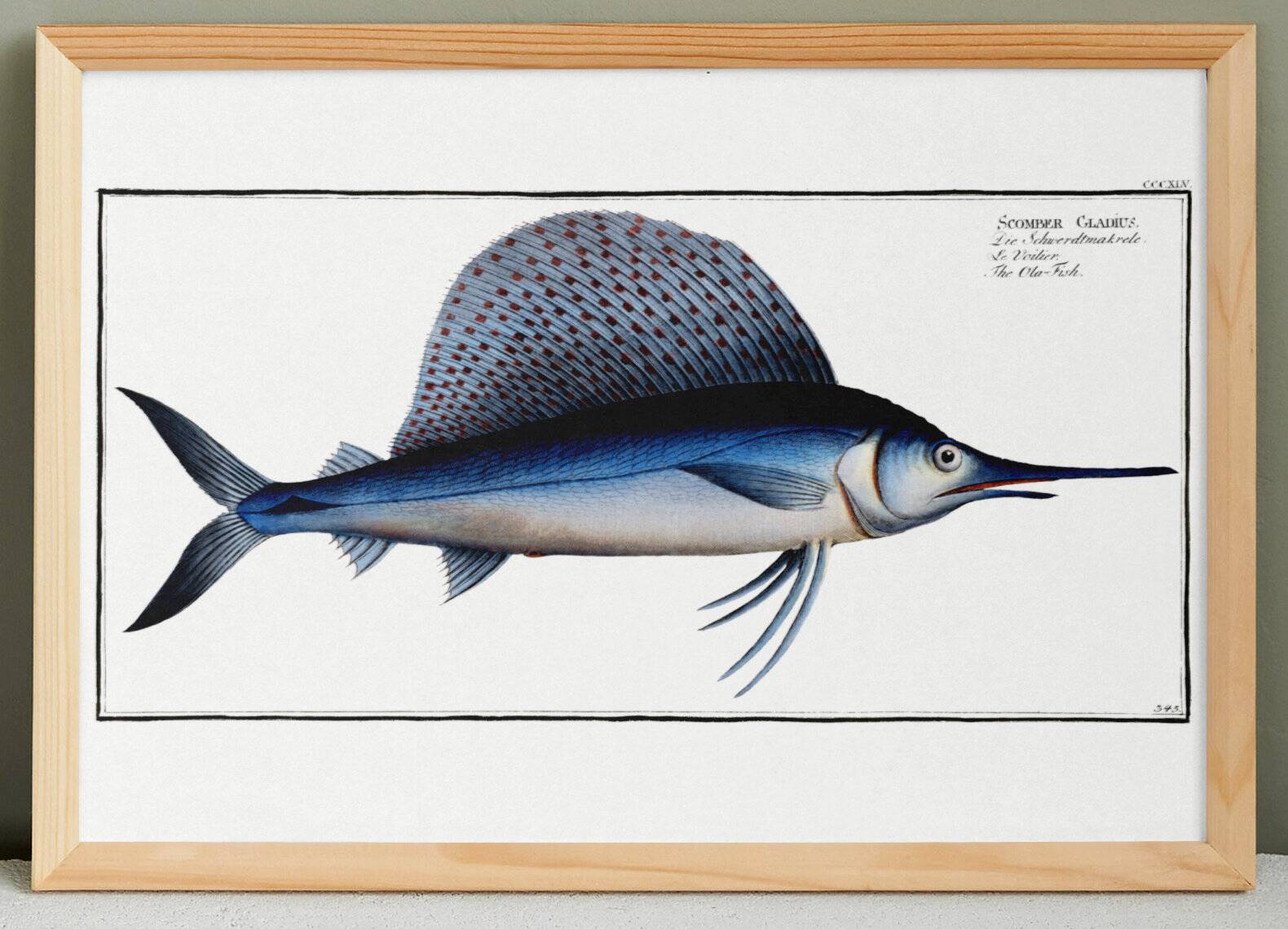 Poster about the sailfish, based on an old engraving from 1746.