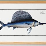 Poster about the sailfish, based on an old engraving from 1746.