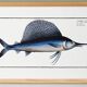 Poster about the sailfish, based on an old engraving from 1746.