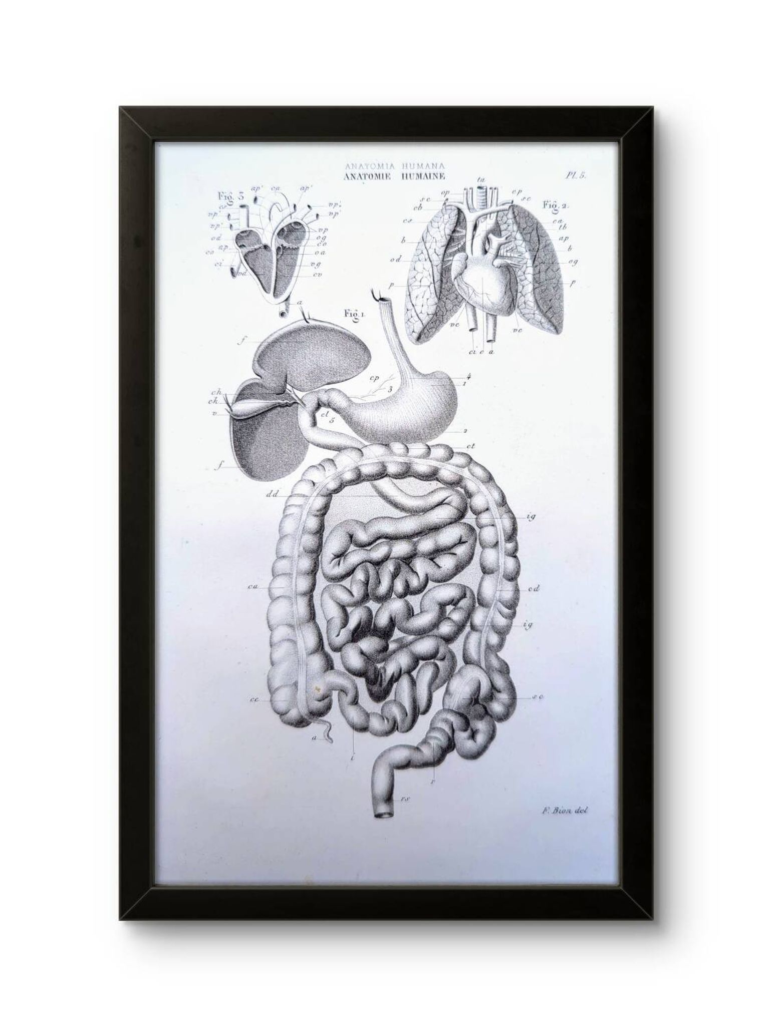 Printed in 1851, Digestive system, heart and lungs.