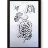 Printed in 1851, Digestive system, heart and lungs.