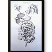 Printed in 1851, Digestive system, heart and lungs.