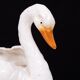 Antique Capodimonte Ceramic Swan jardiniere 1880