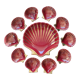 Proceram Aubagne service in red and gilded ceramic shell St Jacques 1950