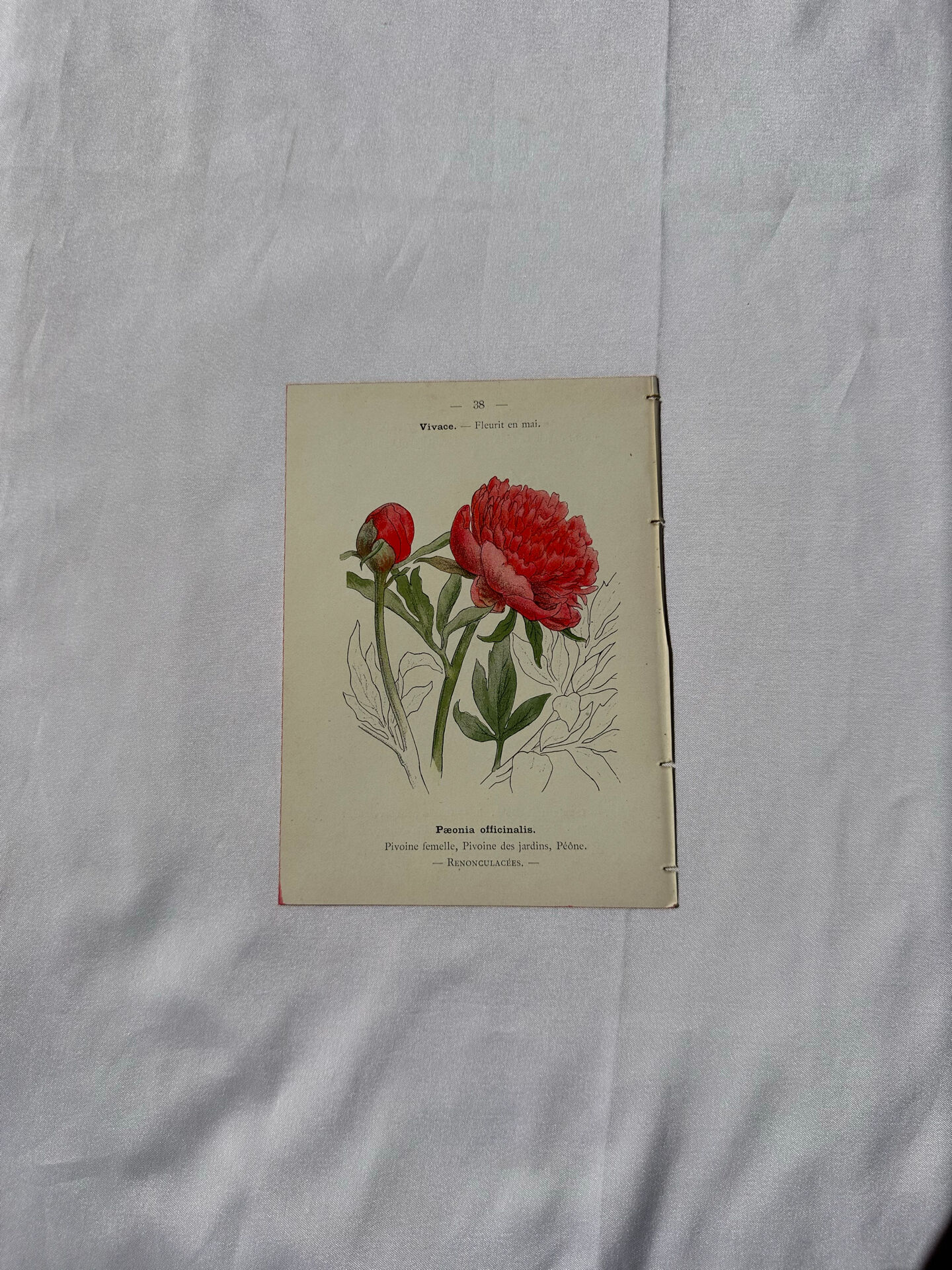 Botanical plate engraving flower France double-sided 19th century
