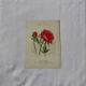 Botanical plate engraving flower France double-sided 19th century