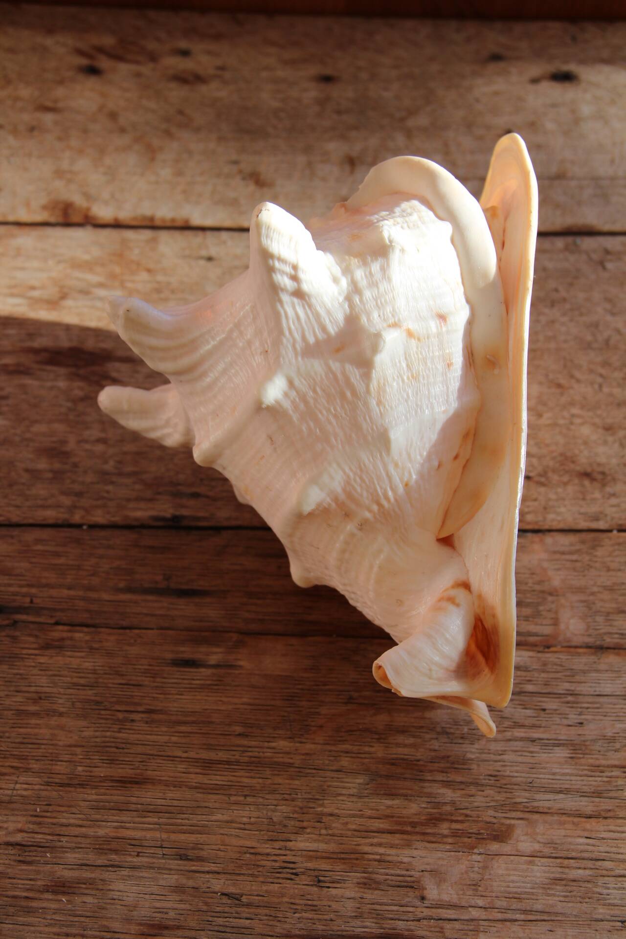Shell Cassis Cornuta