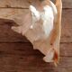 Shell Cassis Cornuta