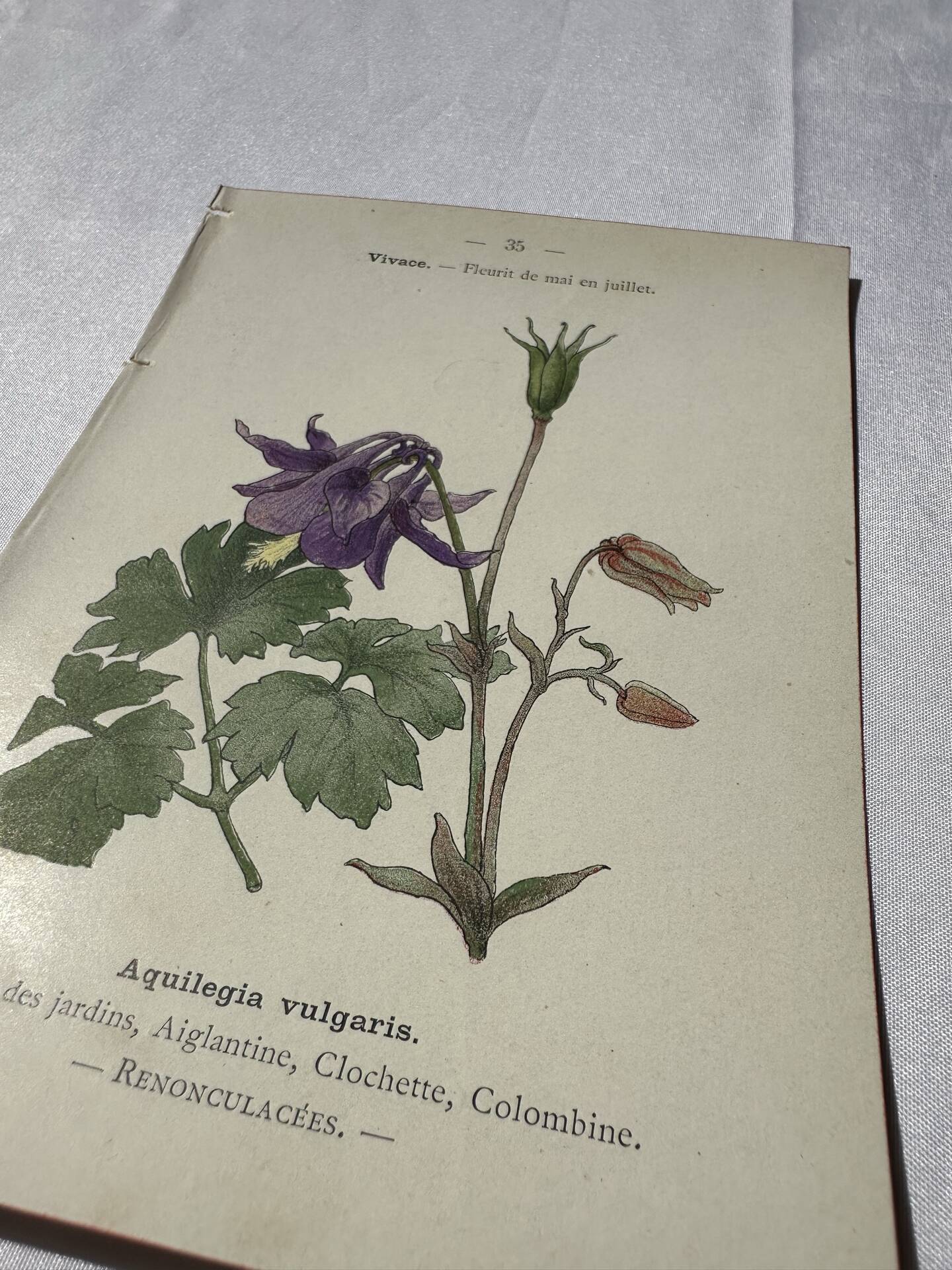 🌿 Botanical Plate Old Naturalist Engraving 19th Century Double-Sided