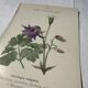 🌿 Botanical Plate Old Naturalist Engraving 19th Century Double-Sided