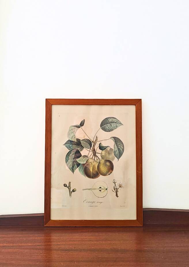 Pair of Botanical Plates 1905 – Peach & Pear – Poiteau