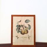 Pair of Botanical Plates 1905 – Peach & Pear – Poiteau