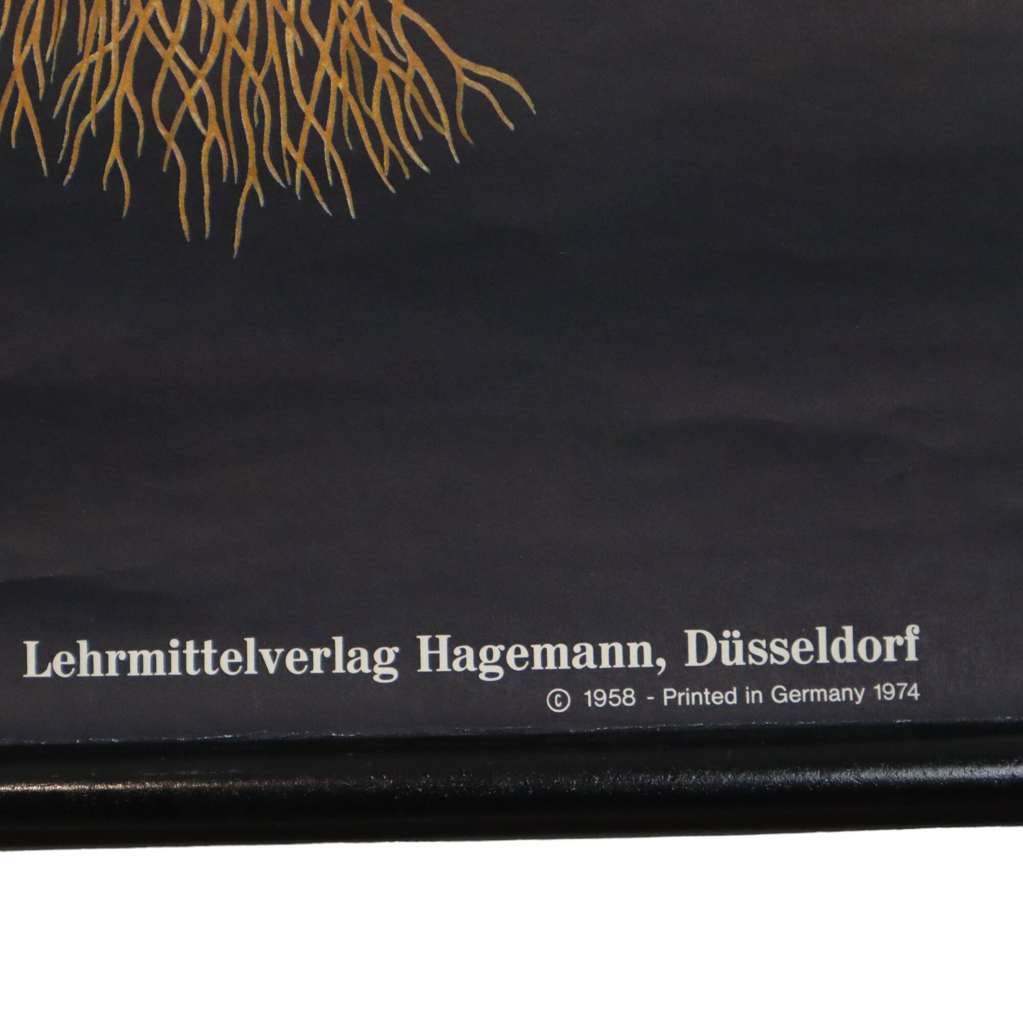 Large Vintage School Card Tulip Flowers Jung Koch Quentell 117cm