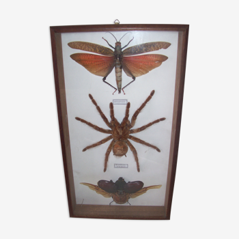 Insectes sous cadre