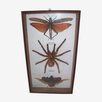 Insects under frame