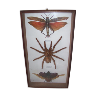 Insectes sous cadre