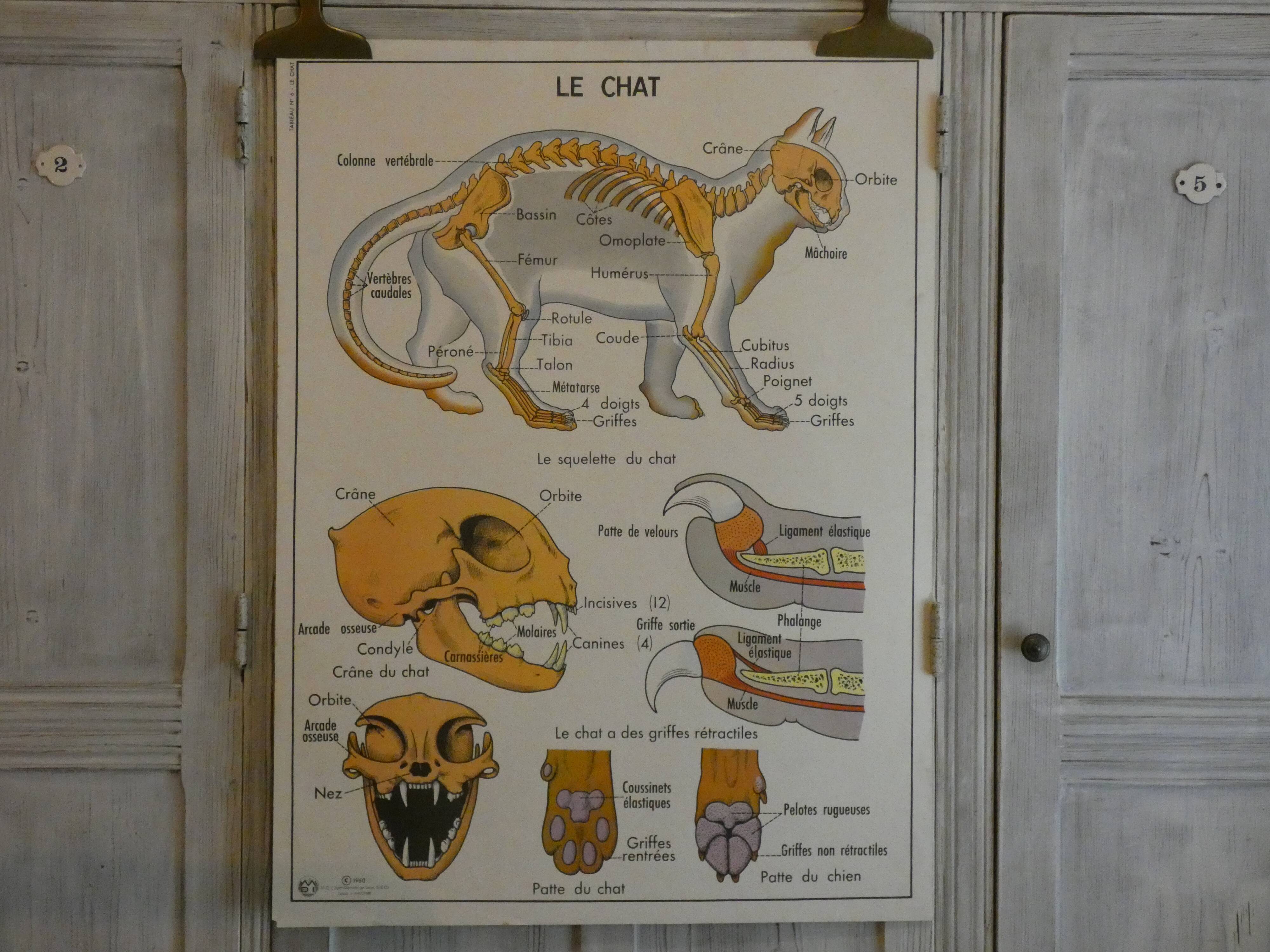 Affiche scolaire Rossignol