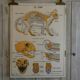 Affiche scolaire Rossignol