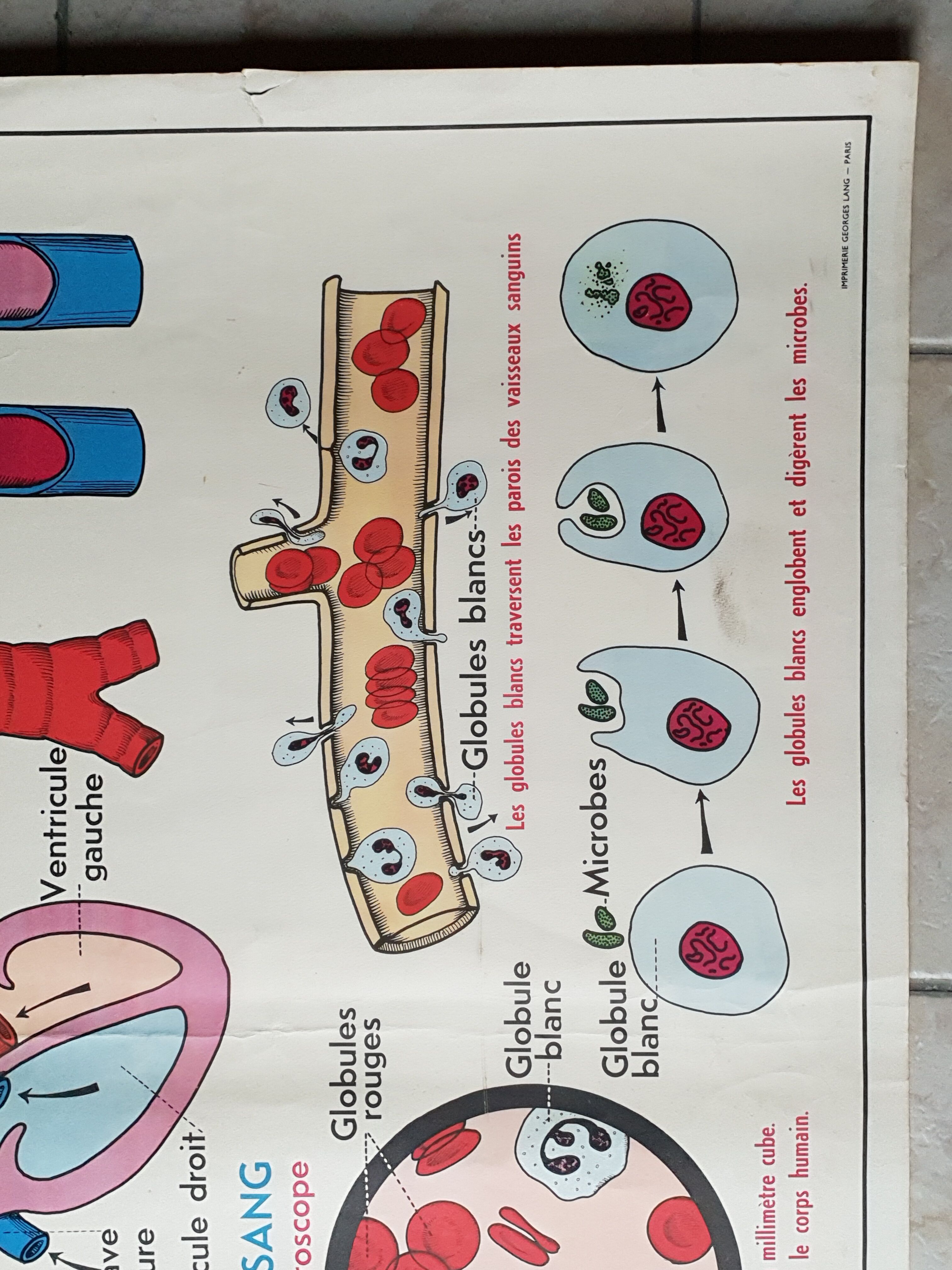 Poster school - heart vessels and duplex absorption