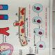 Poster school - heart vessels and duplex absorption