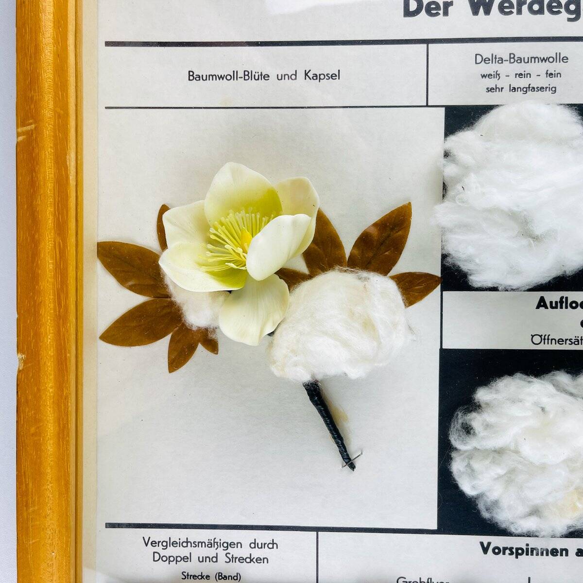 Vintage educational school display Cotton by Josef Galler, Germany, 1960s.