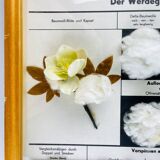 Vintage educational school display Cotton by Josef Galler, Germany, 1960s.