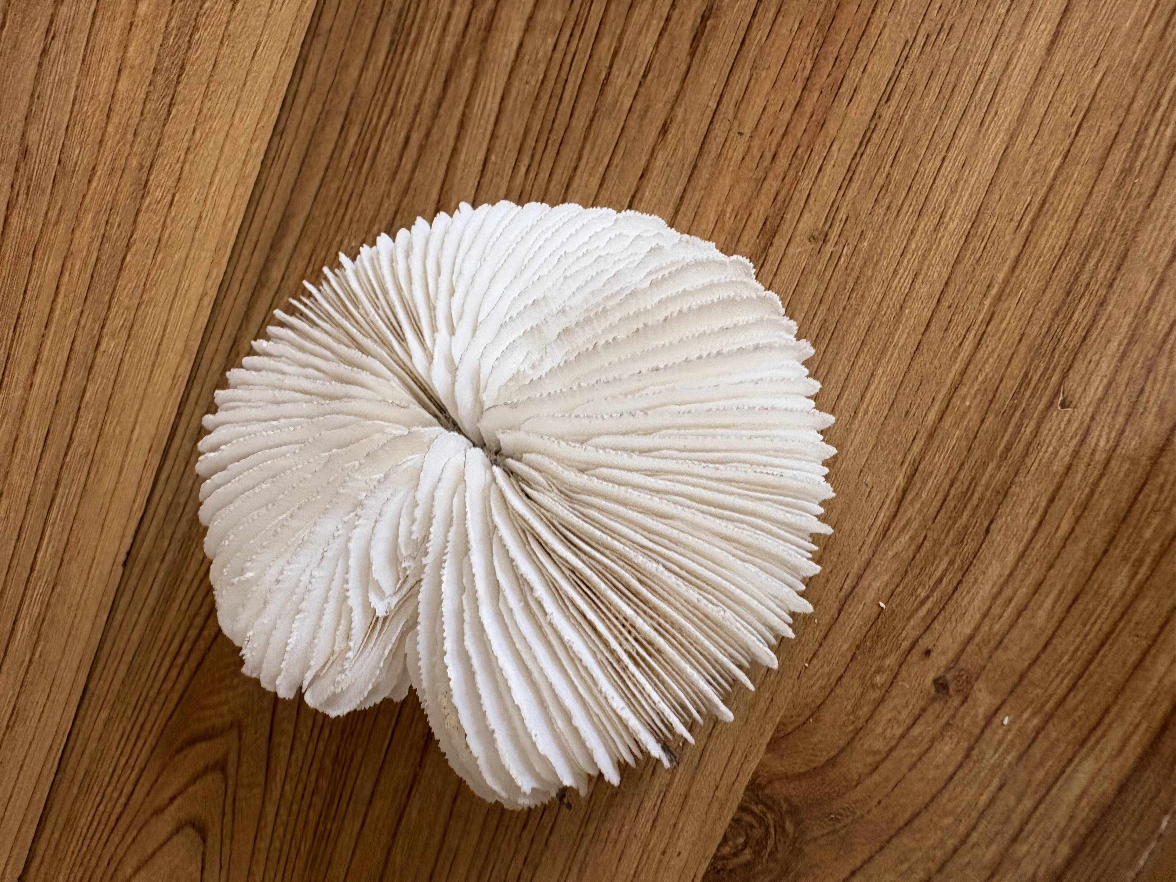 Coral Fungia "shark cushion"