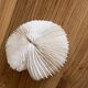 Coral Fungia "shark cushion"