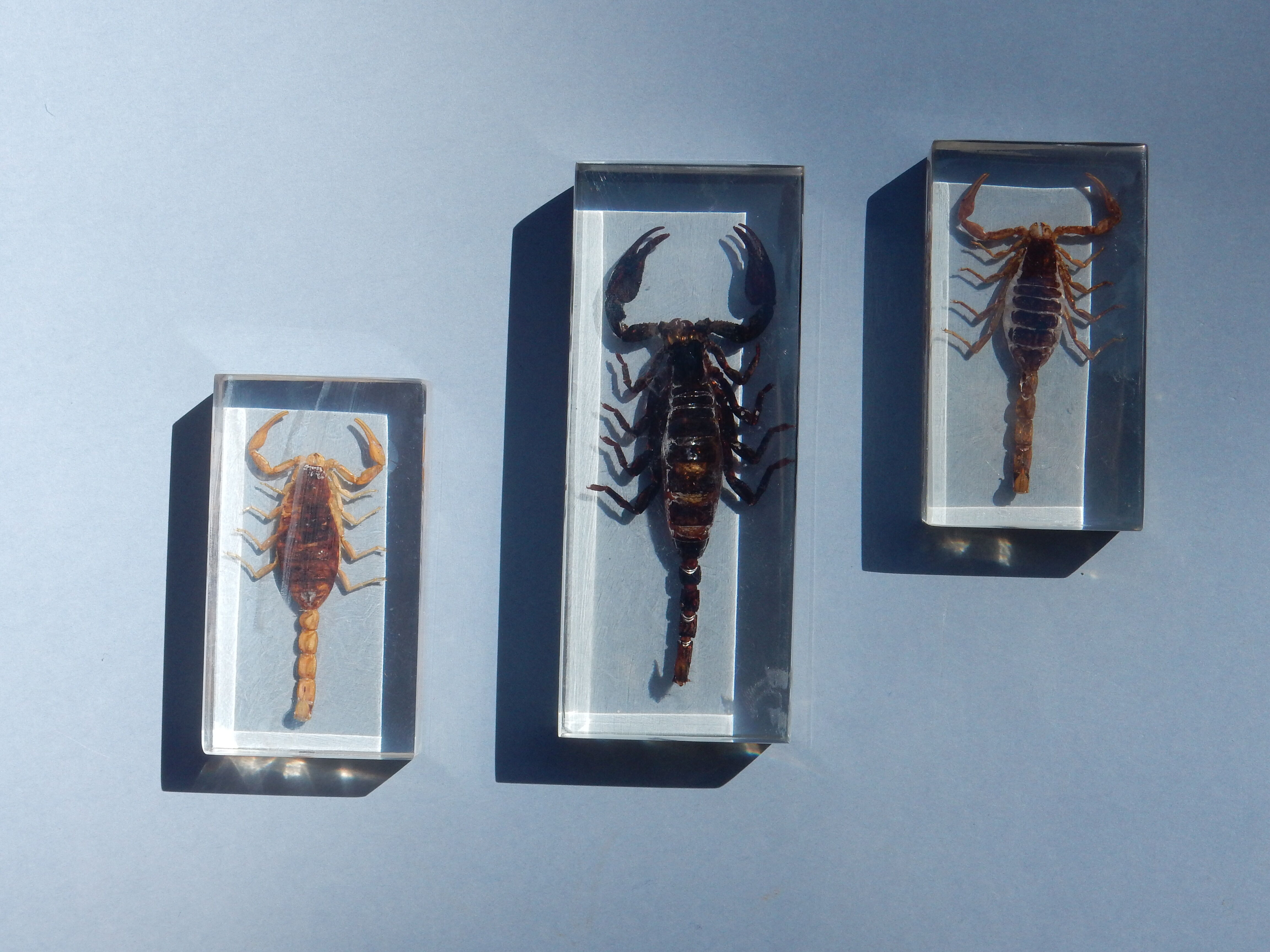 Coffret d'insectes véritables en taxidermie inclusion dans blocs de résine