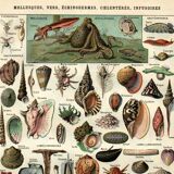Old engraving - 1923 - Molluscs, marine animals. Vintage lithograph.