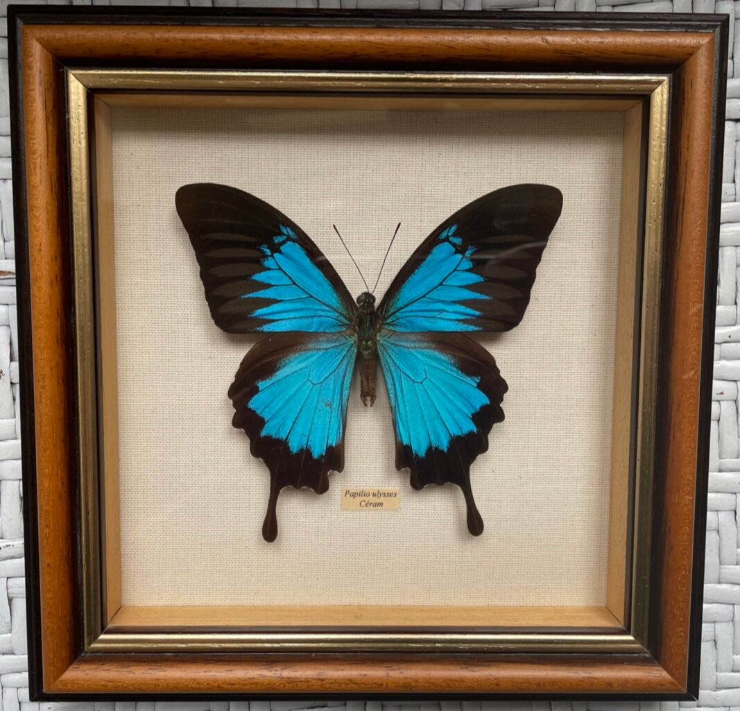 Naturalized butterfly frame