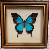 Naturalized butterfly frame
