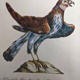 9 illustrations of birds and birds of prey