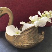 Cygne laiton