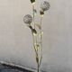 Floral floor lamp in brass and Capiz shell, 1970