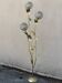 Floral floor lamp in brass and Capiz shell, 1970
