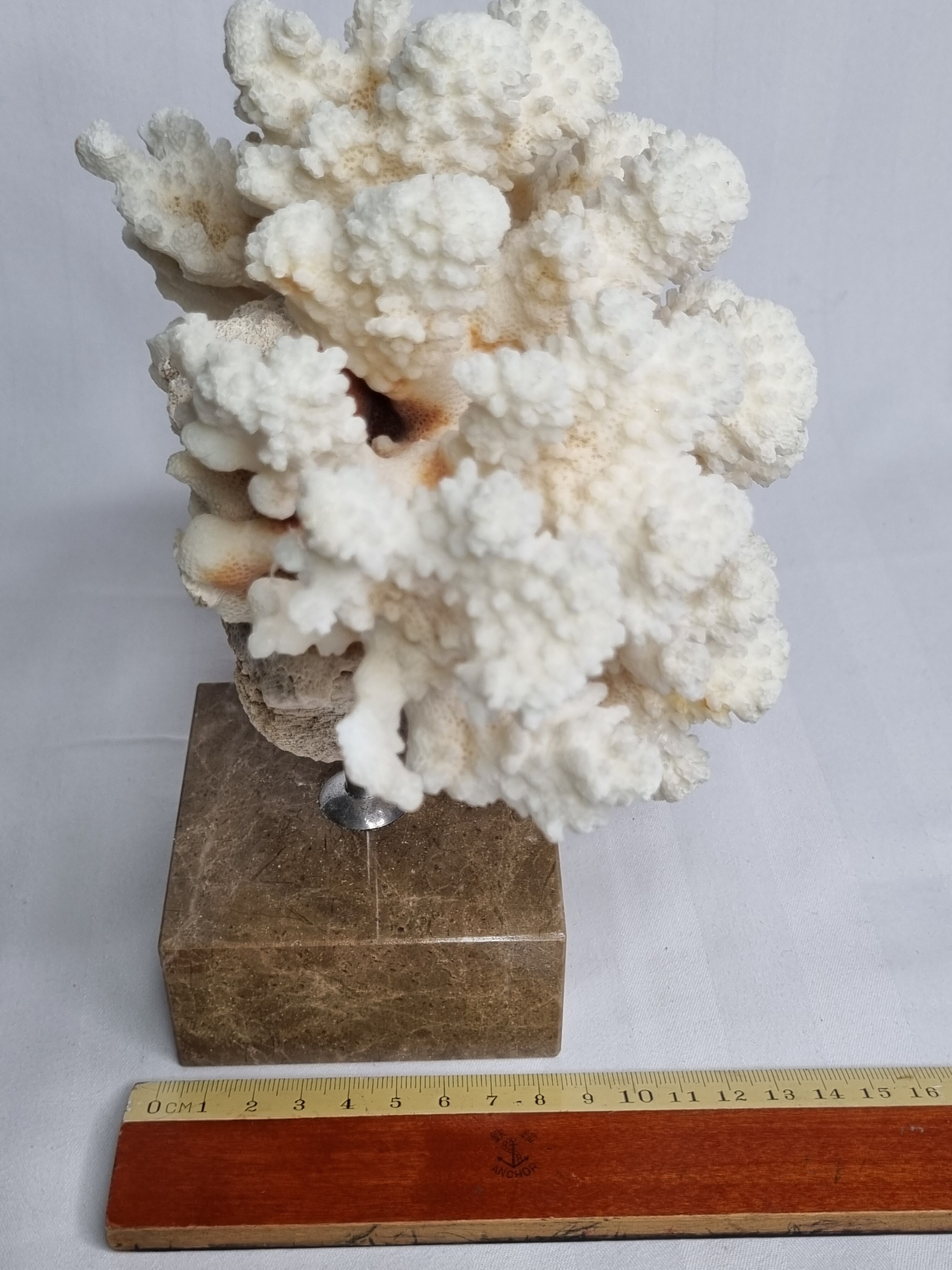 Old white coral on marble base, 20 cm
