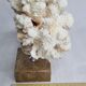 Old white coral on marble base, 20 cm