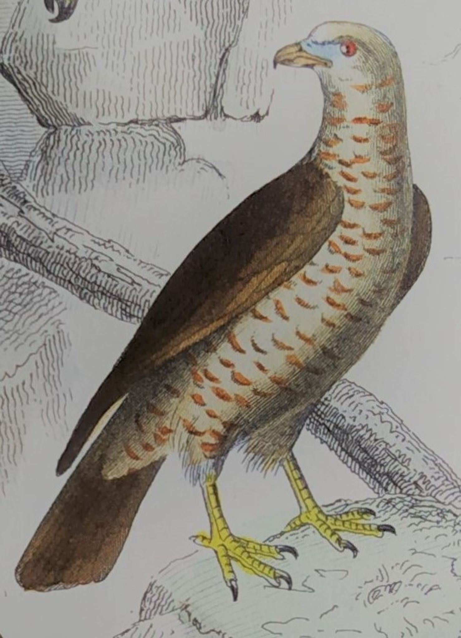 Planche ornithologique originale " Busard - Soubuse - &c... " Buffon 1836
