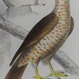 Planche ornithologique originale " Busard - Soubuse - &c... " Buffon 1836