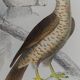 Original ornithological plate "Harrier - Subbuse - &c..." Buffon 1836