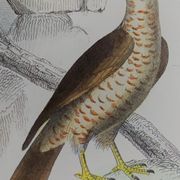 Planche ornithologique originale " Busard - Soubuse - &c... " Buffon 1836