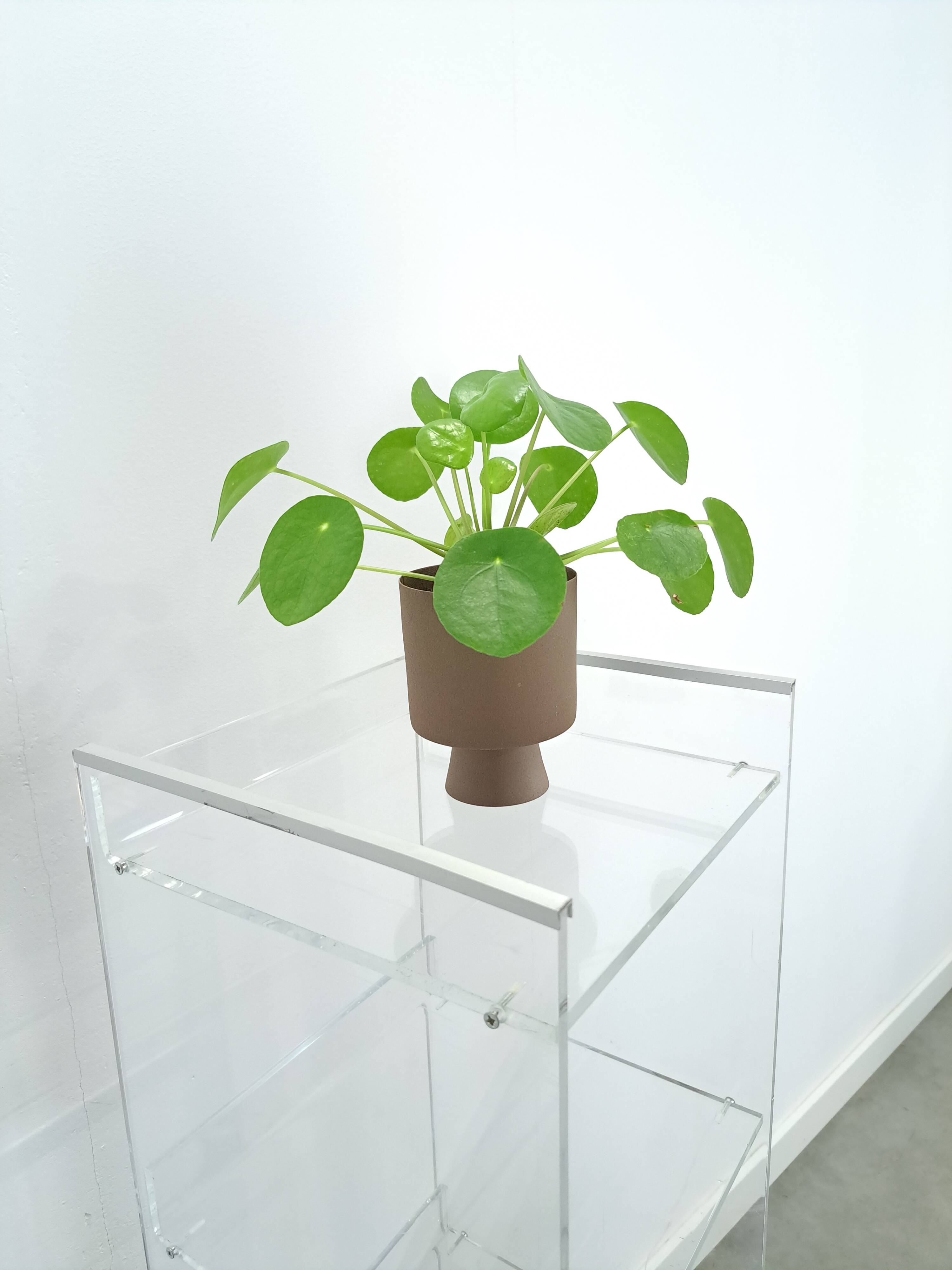 Armoire de rangement en plexiglas sur roulettes