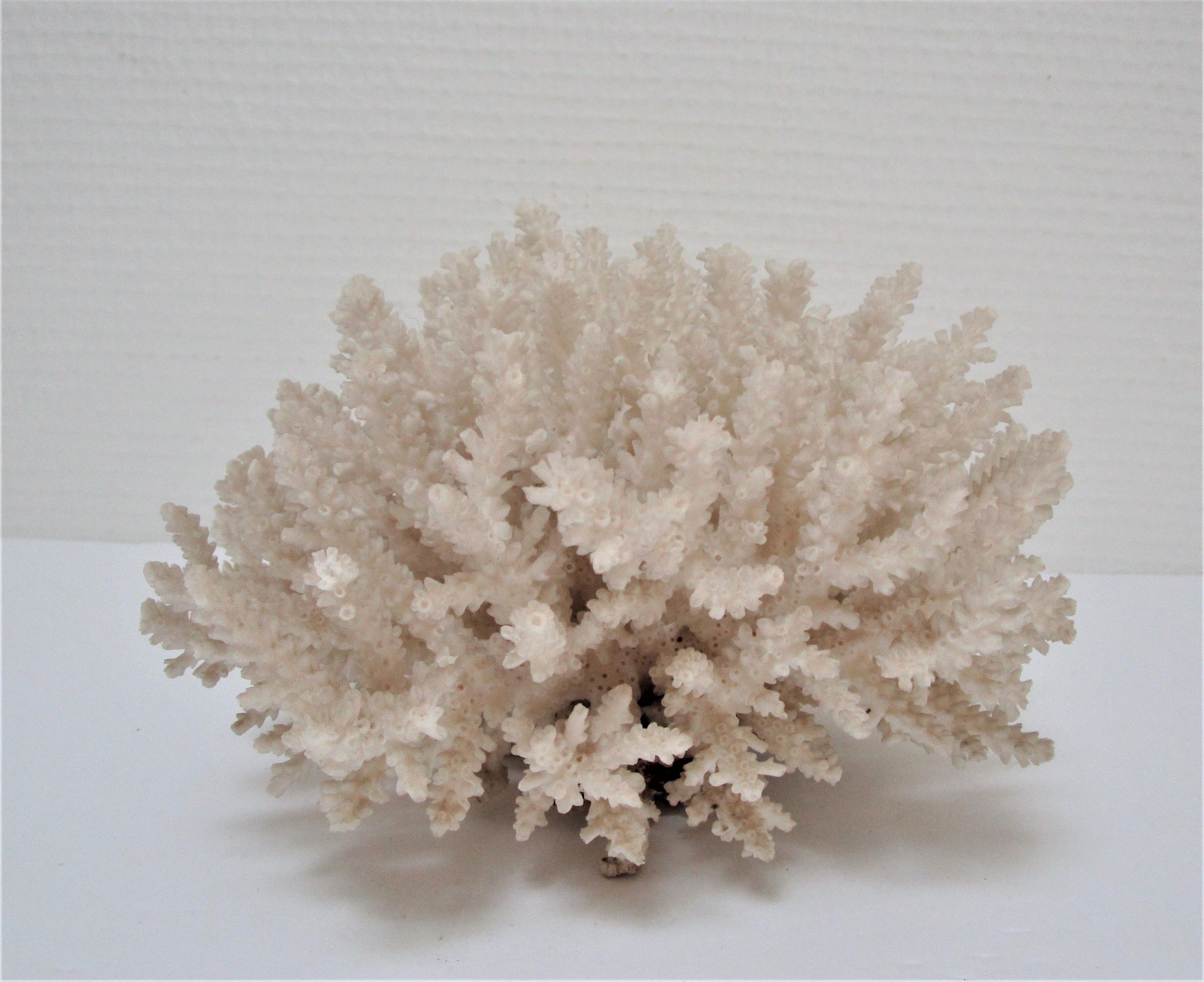Buisson de corail blanc vintage