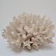 Buisson de corail blanc vintage