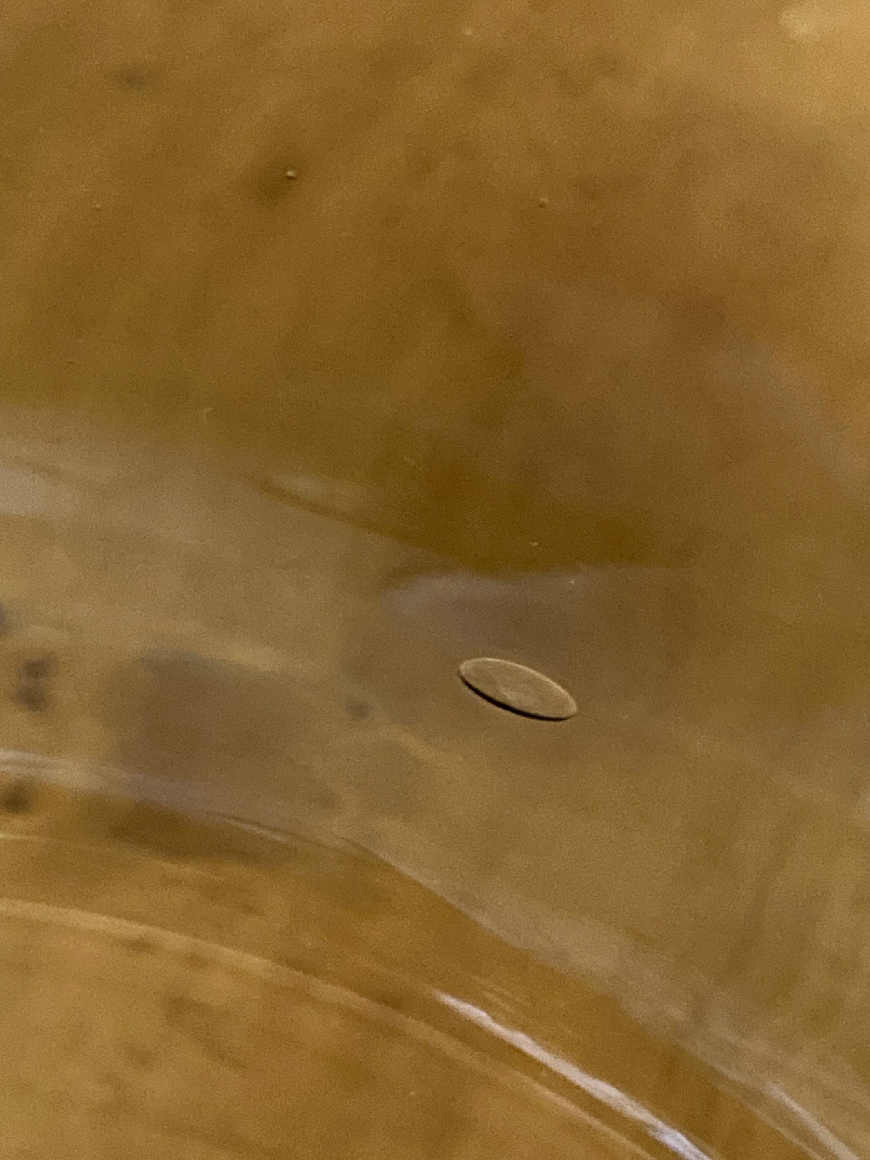 Large bowl in moss green tinted blown glass