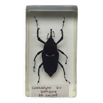 Resin inclusion insect - chinese bamboo weevil curiosity - no. 27
